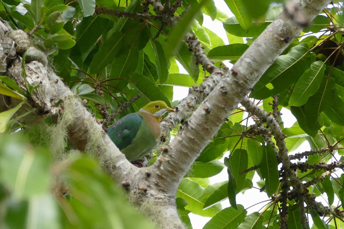 Pink-spotted Fruit-Dove - ML22537421
