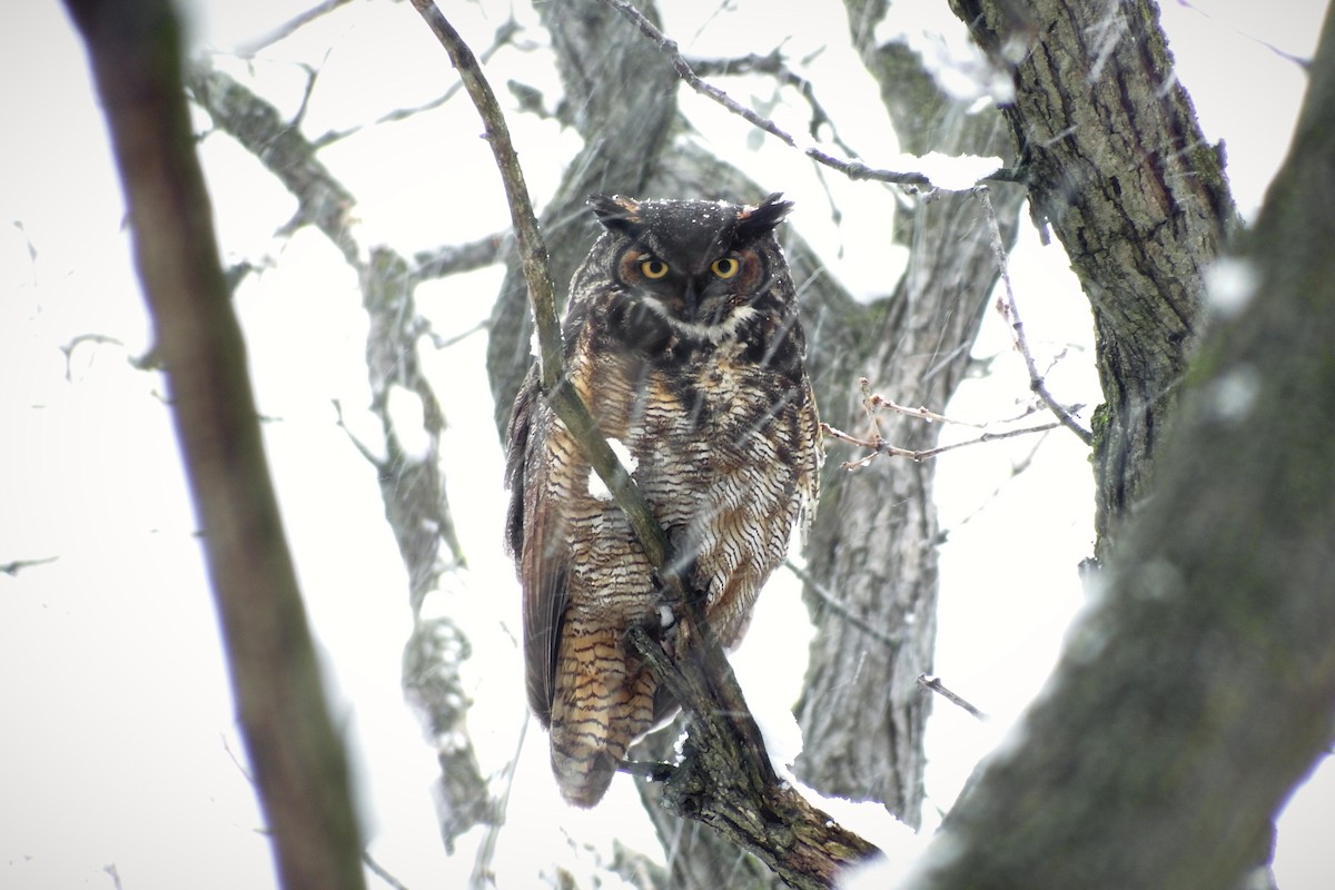 Great Horned Owl - ML225375891