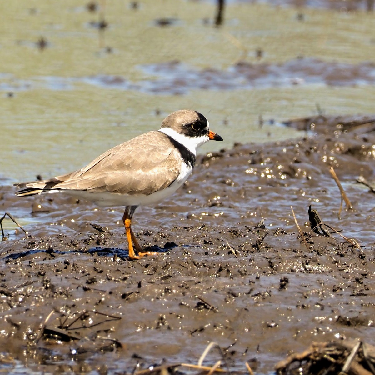 Semipalmated Plover - ML225376841