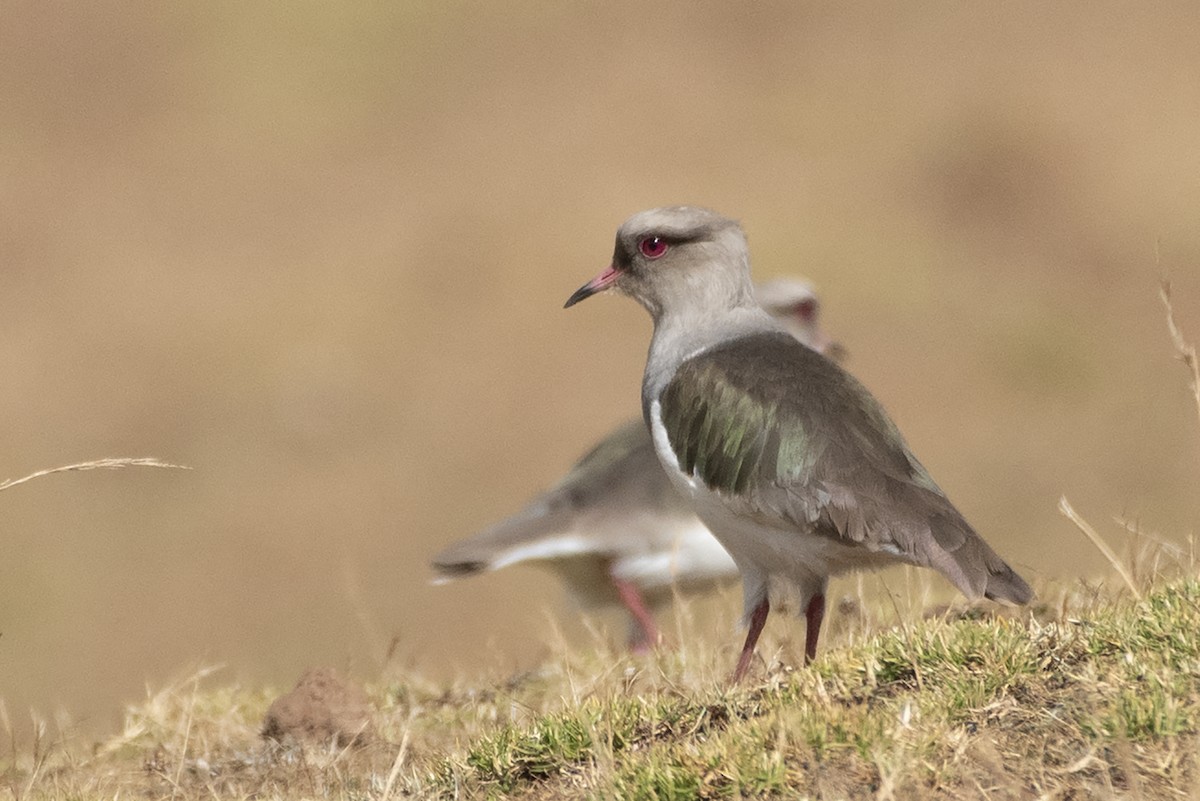 Andean Lapwing - ML225377601