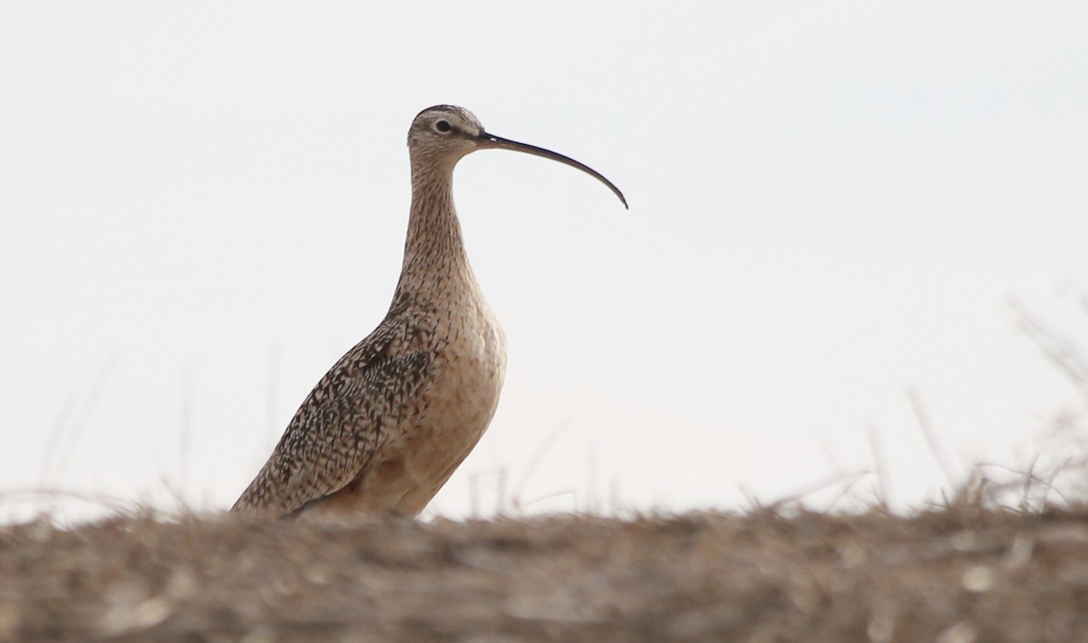 Long-billed Curlew - Adele Dueck