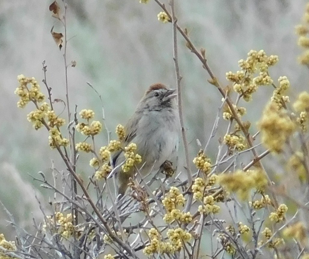 Rufous-crowned Sparrow - ML225379541