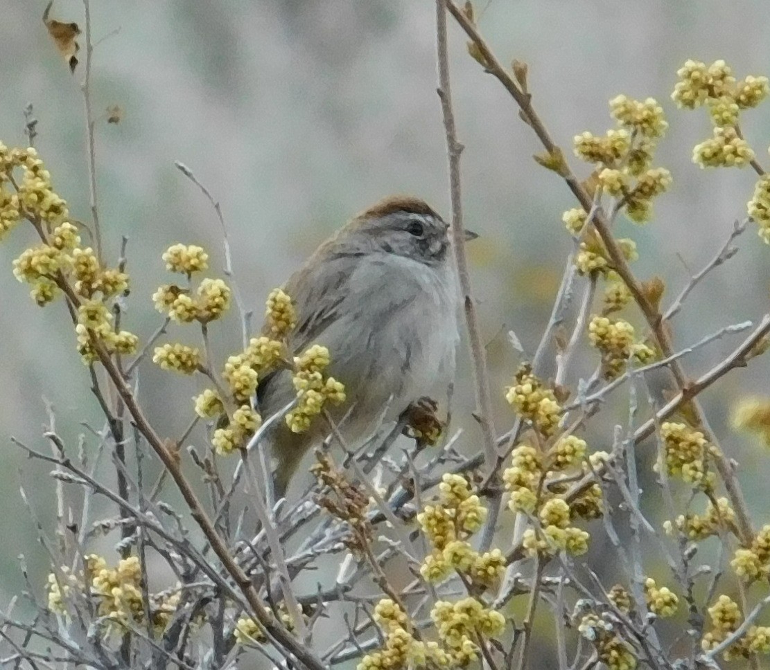 Rufous-crowned Sparrow - Danette Perez