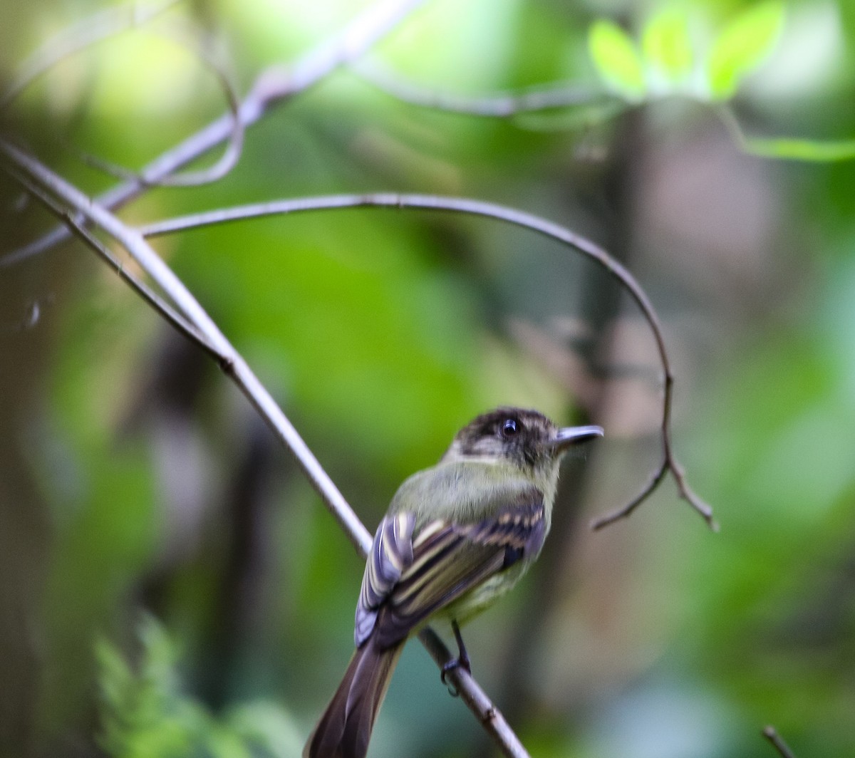 Sepia-capped Flycatcher - ML225382231