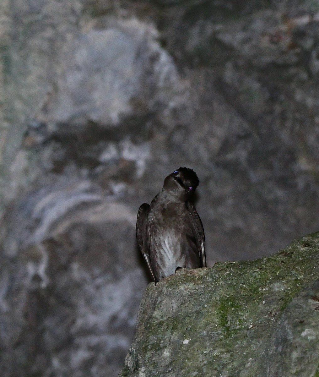 Northern Rough-winged Swallow (Ridgway's) - Isaias Morataya