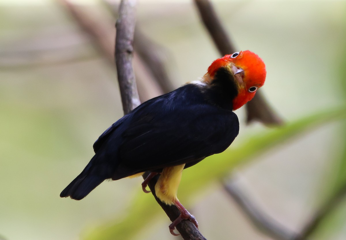 Red-capped Manakin - ML225384681