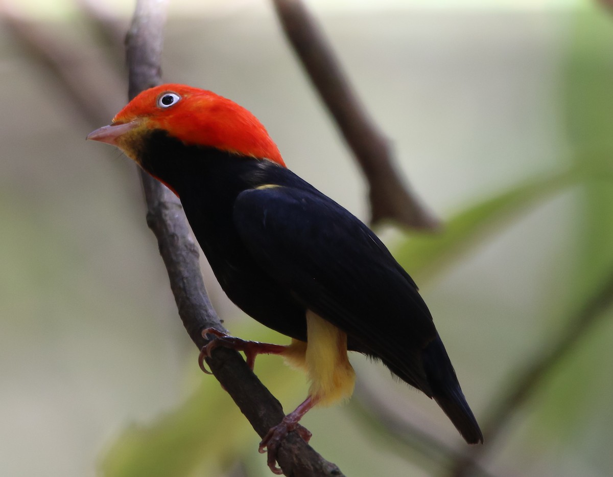 Red-capped Manakin - ML225384781