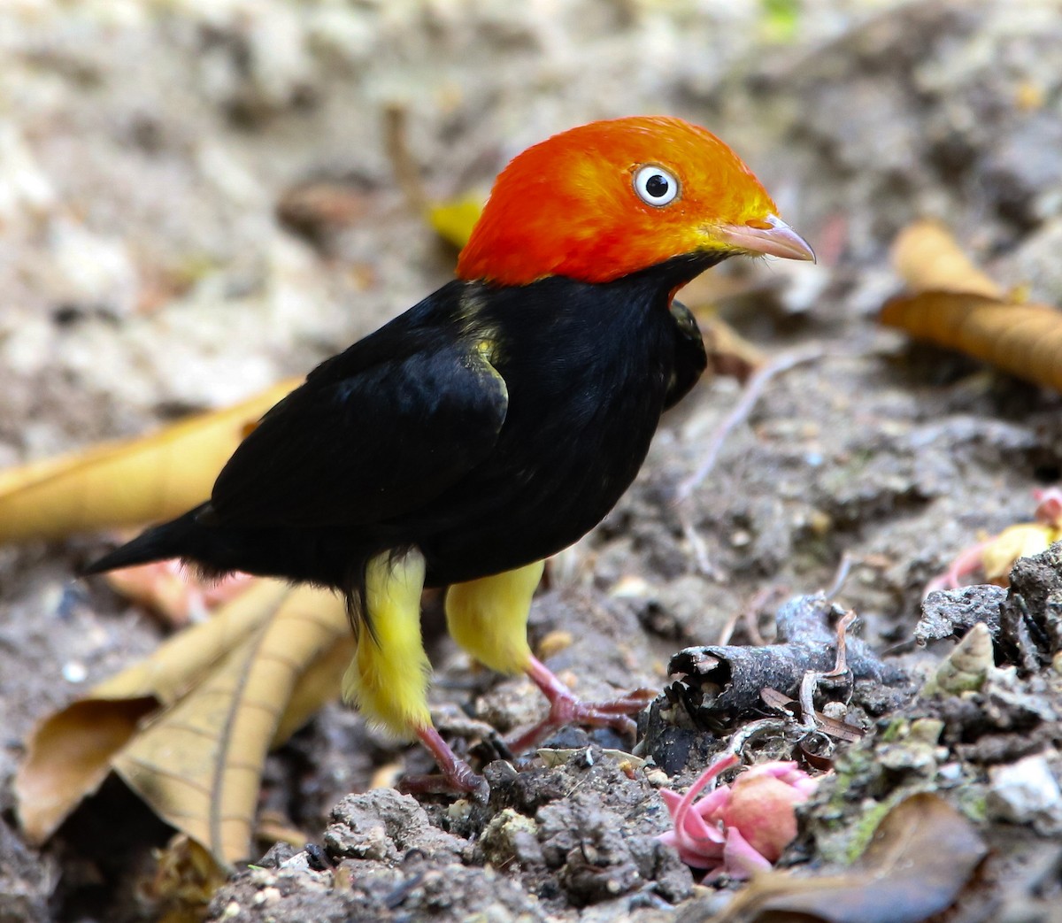 Red-capped Manakin - ML225384901