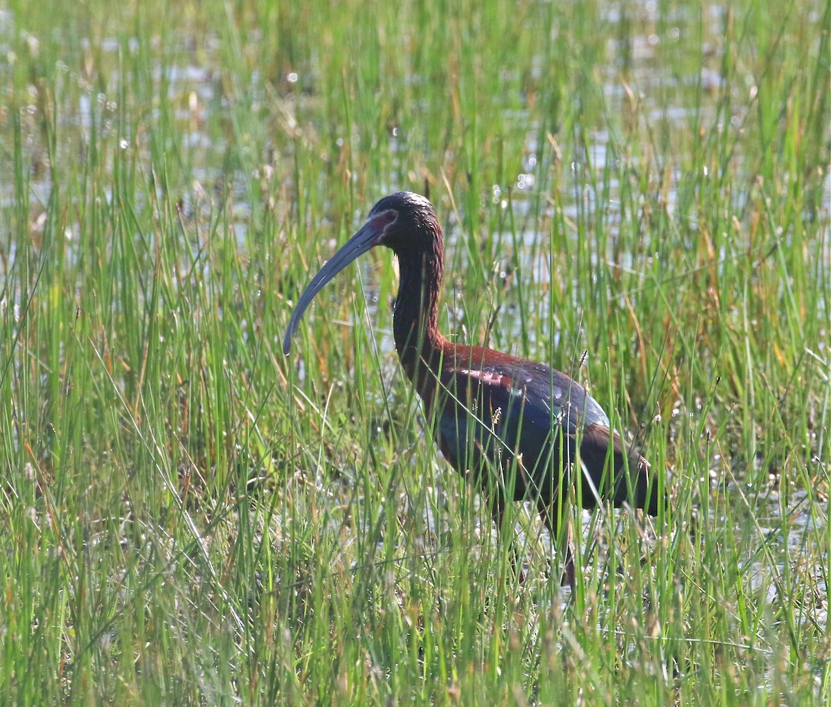 White-faced Ibis - Pair of Wing-Nuts