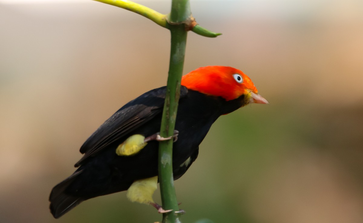 Red-capped Manakin - ML225384991