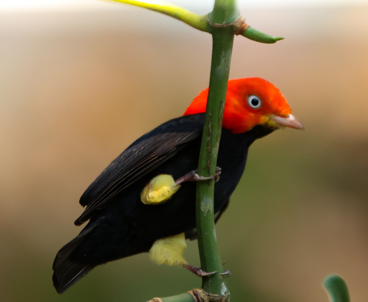 Red-capped Manakin - ML225385111