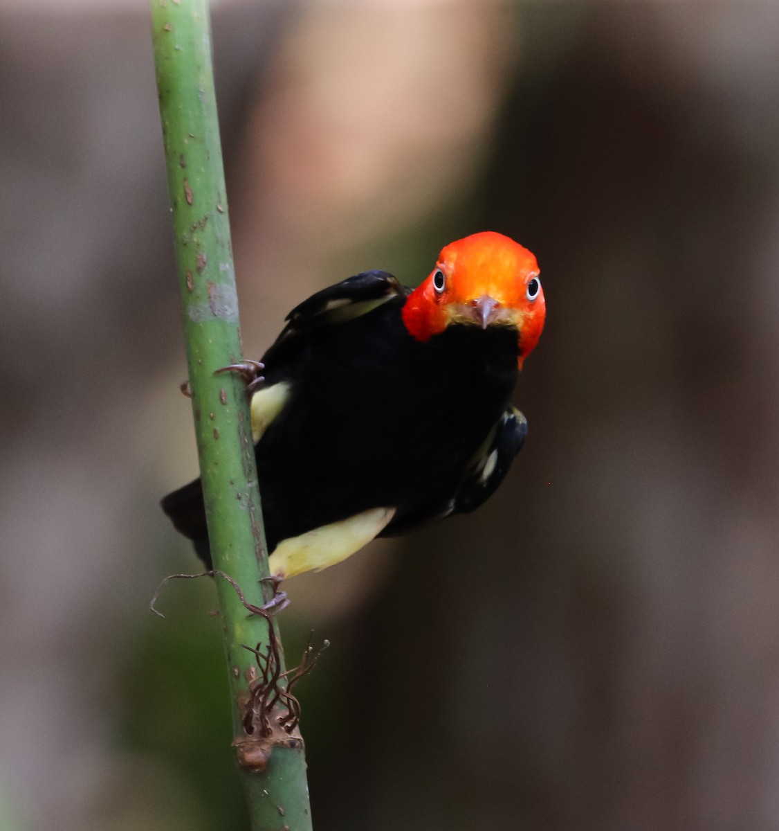 Red-capped Manakin - ML225385301