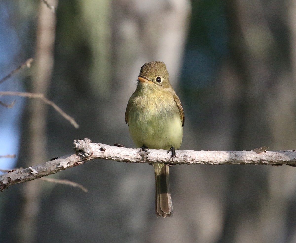 Western Flycatcher (Pacific-slope) - Pair of Wing-Nuts
