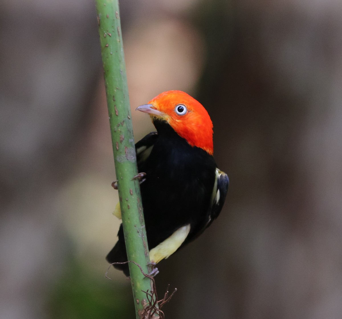Red-capped Manakin - ML225385431