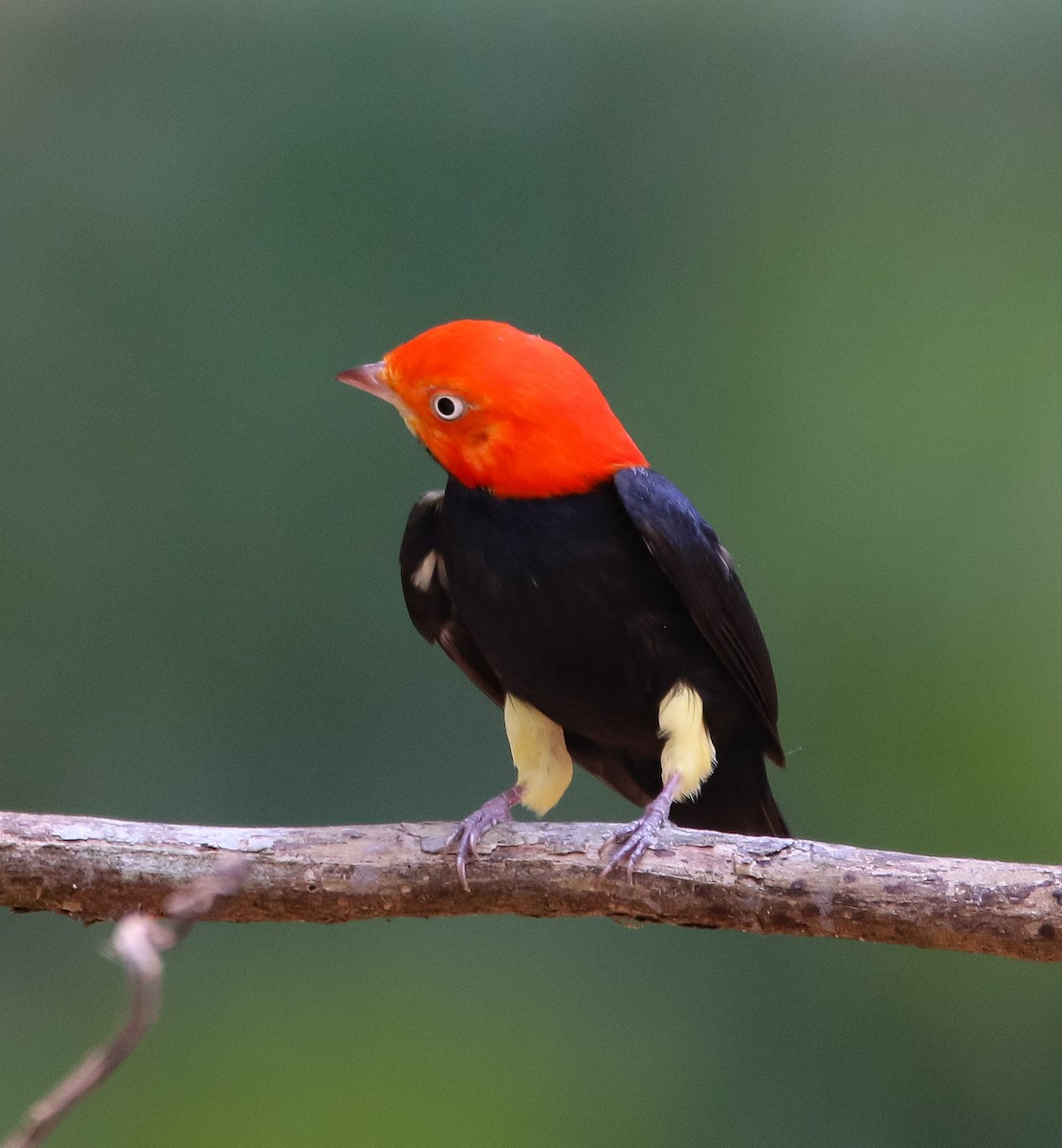 Red-capped Manakin - ML225385631