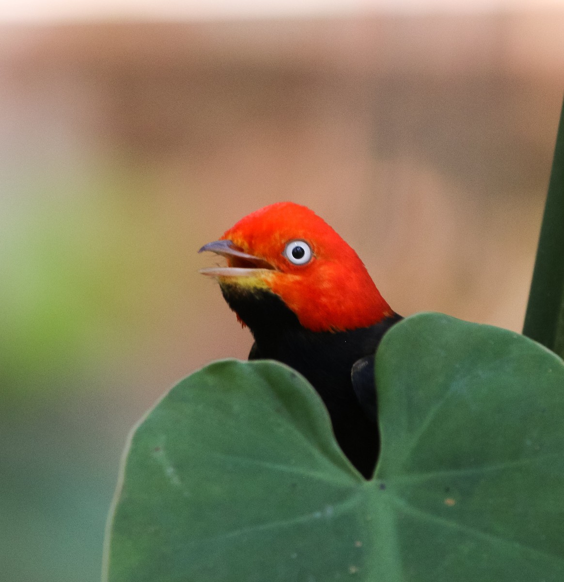Red-capped Manakin - ML225385741