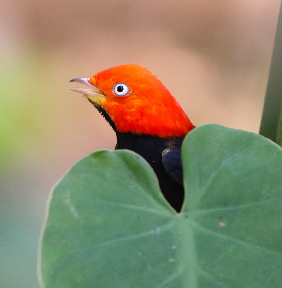 Red-capped Manakin - ML225385841
