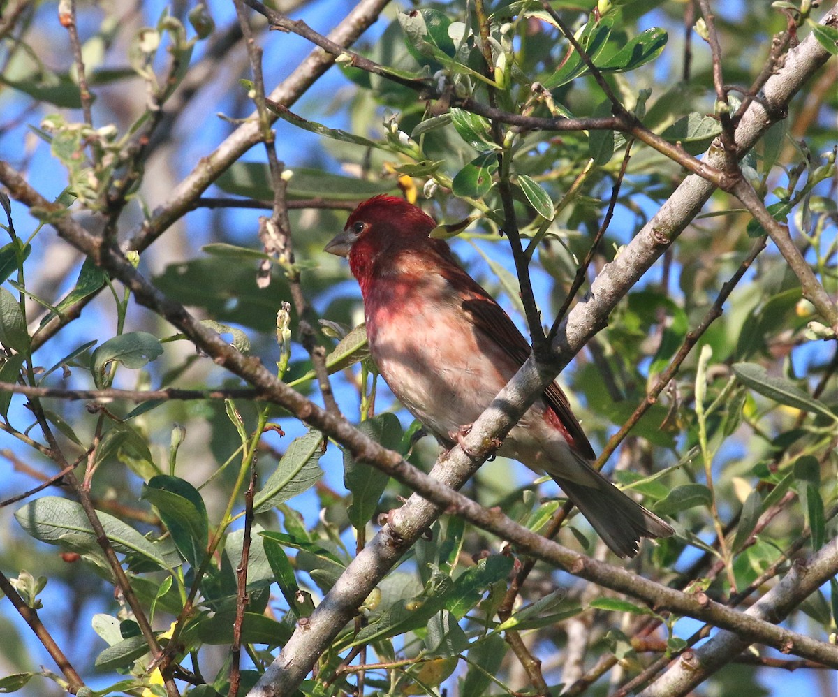 Purple Finch - Pair of Wing-Nuts
