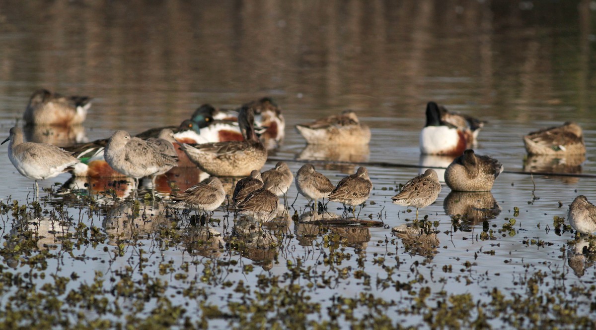 Long-billed Dowitcher - ML22539121
