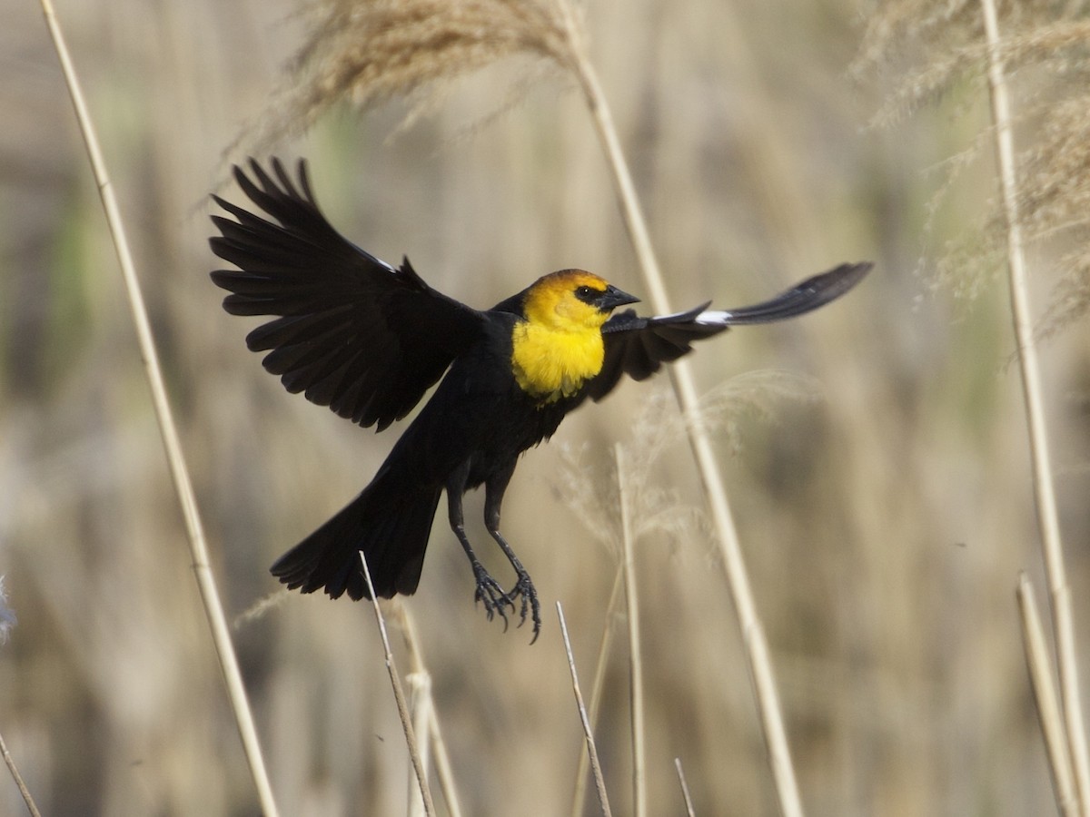 Yellow-headed Blackbird - RJ Baltierra