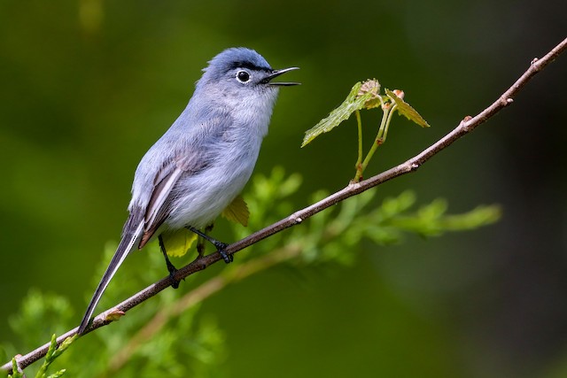 Blue-gray Gnatcatcher - ID, Facts, Diet, Habit & More