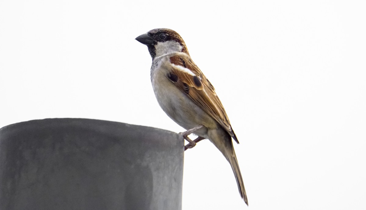 House Sparrow - ML225400891