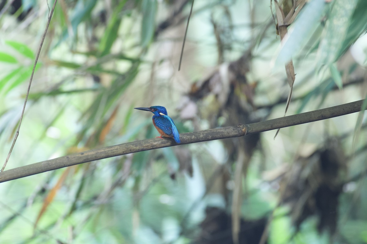Blue-eared Kingfisher - Nesrudheen PP