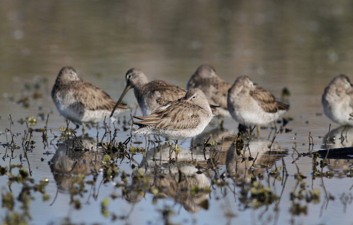Long-billed Dowitcher - ML22540631