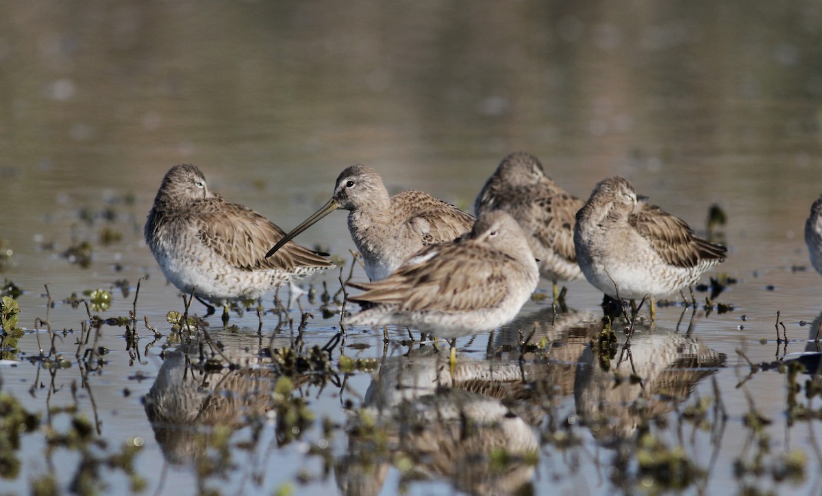 Long-billed Dowitcher - ML22540701