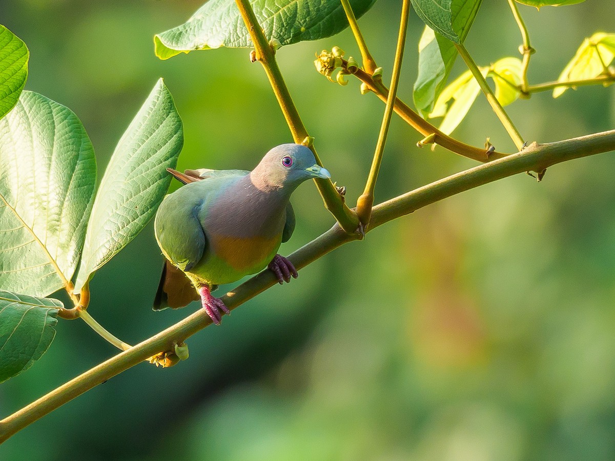 Pink-necked Green-Pigeon - Karyne Wee