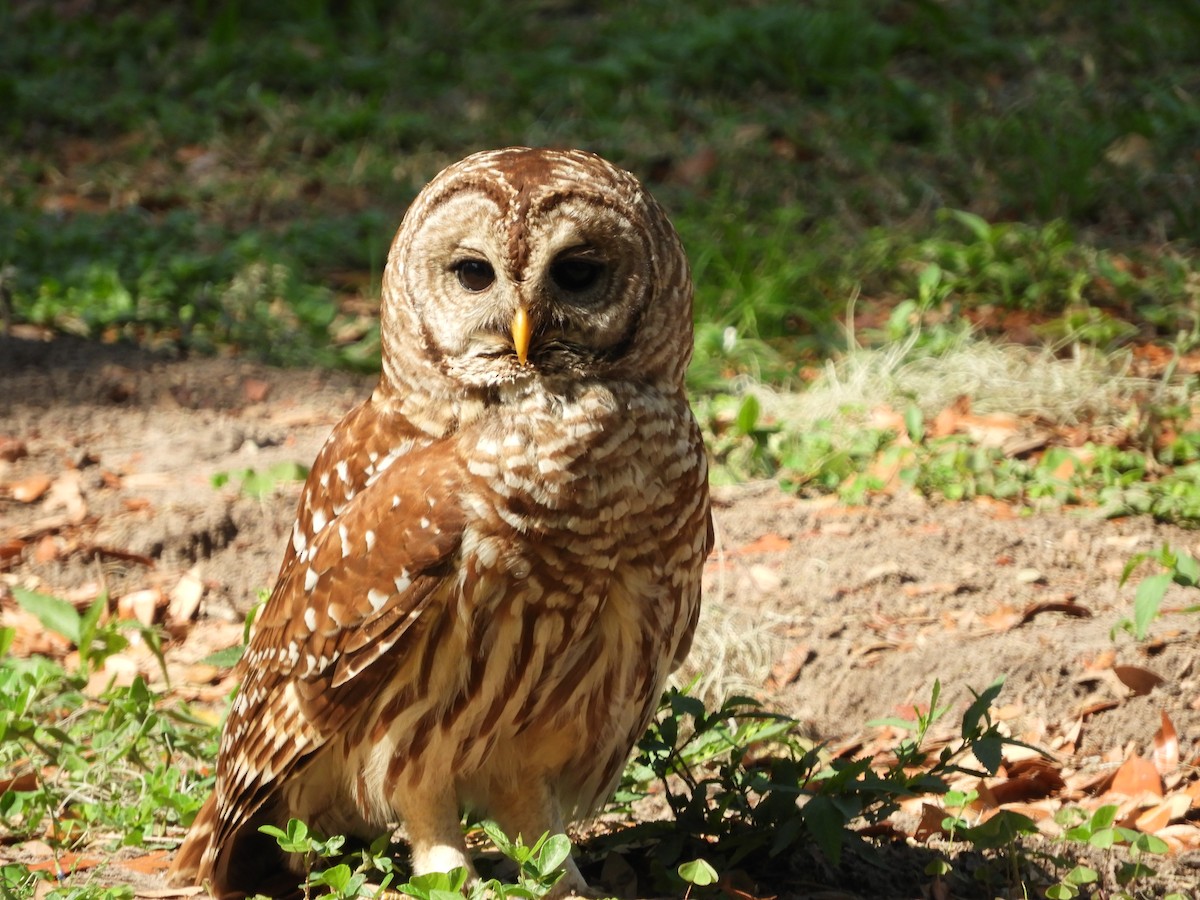 Barred Owl - Bobbie Elbert