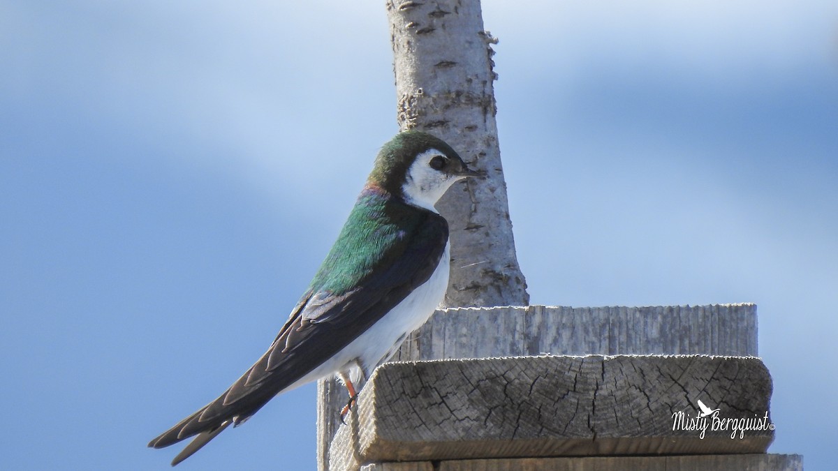 Violet-green Swallow - ML225410921