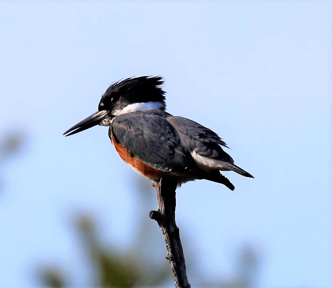 Belted Kingfisher - Theresa Gessing