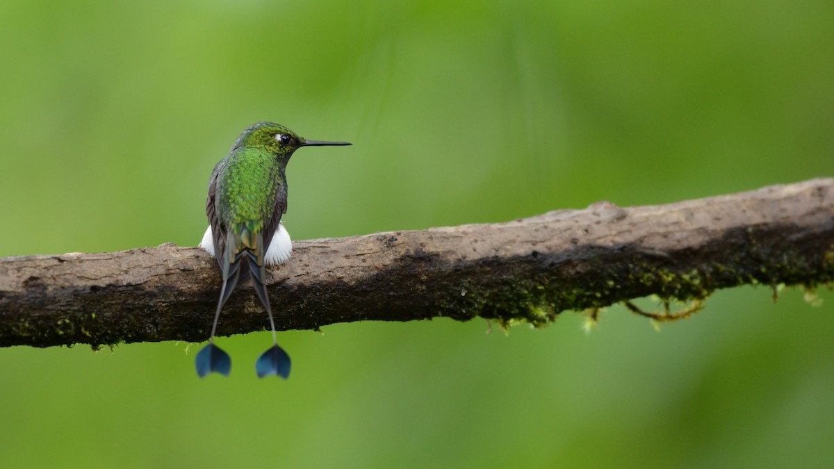 White-booted Racket-tail - Miguel Aguilar @birdnomad