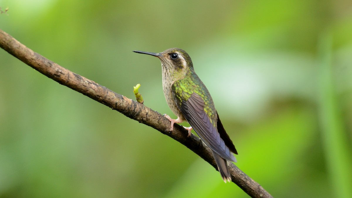 Speckled Hummingbird - Miguel Aguilar @birdnomad