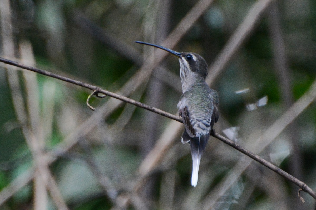kolibřík běloknírkový - ML225416251