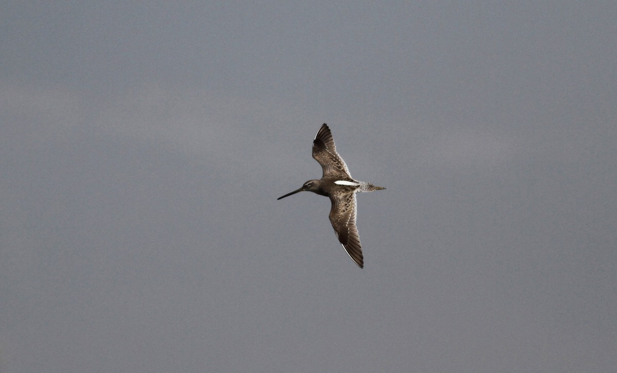 Long-billed Dowitcher - ML22541731