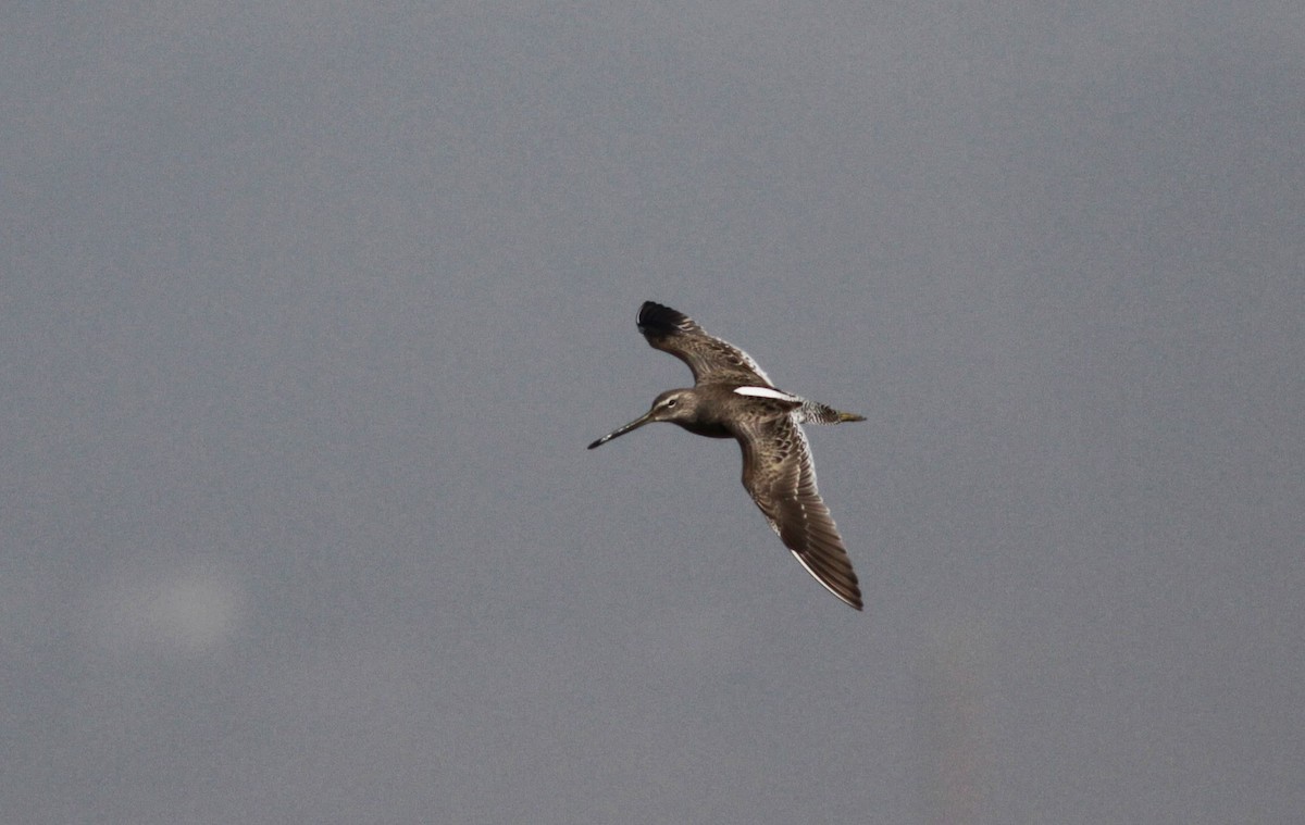 Long-billed Dowitcher - ML22541751
