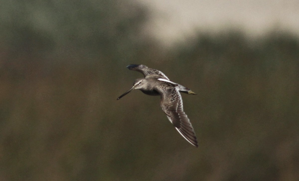 Long-billed Dowitcher - ML22541761
