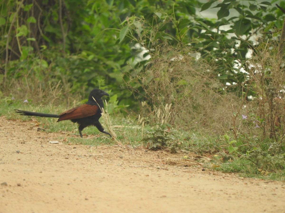 Greater Coucal - ML225420391