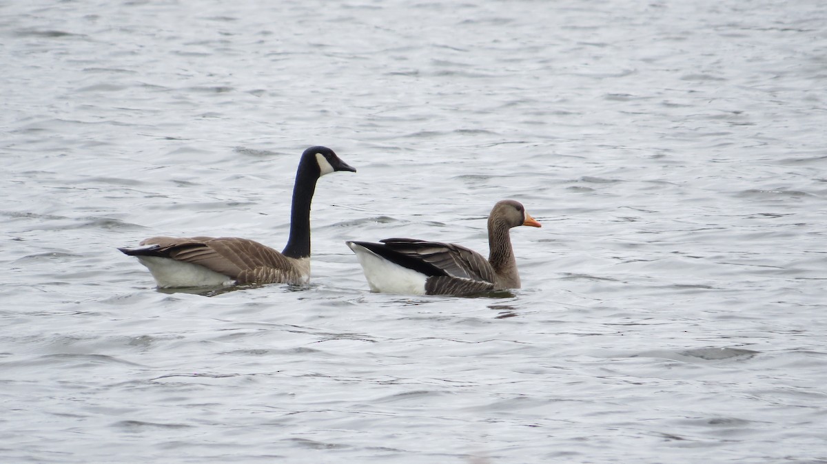 Greater White-fronted Goose - ML22542231