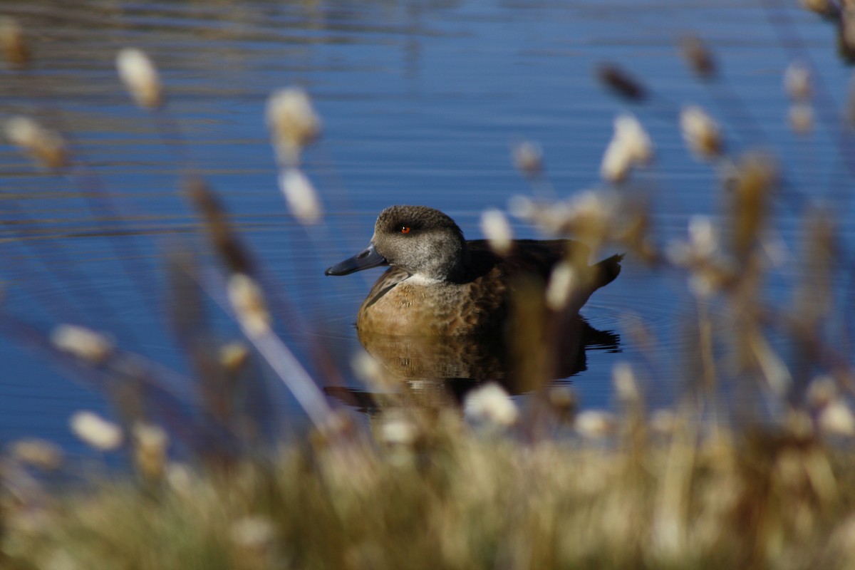 Crested Duck - ML225422451