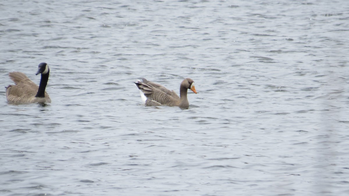 Greater White-fronted Goose - ML22542251