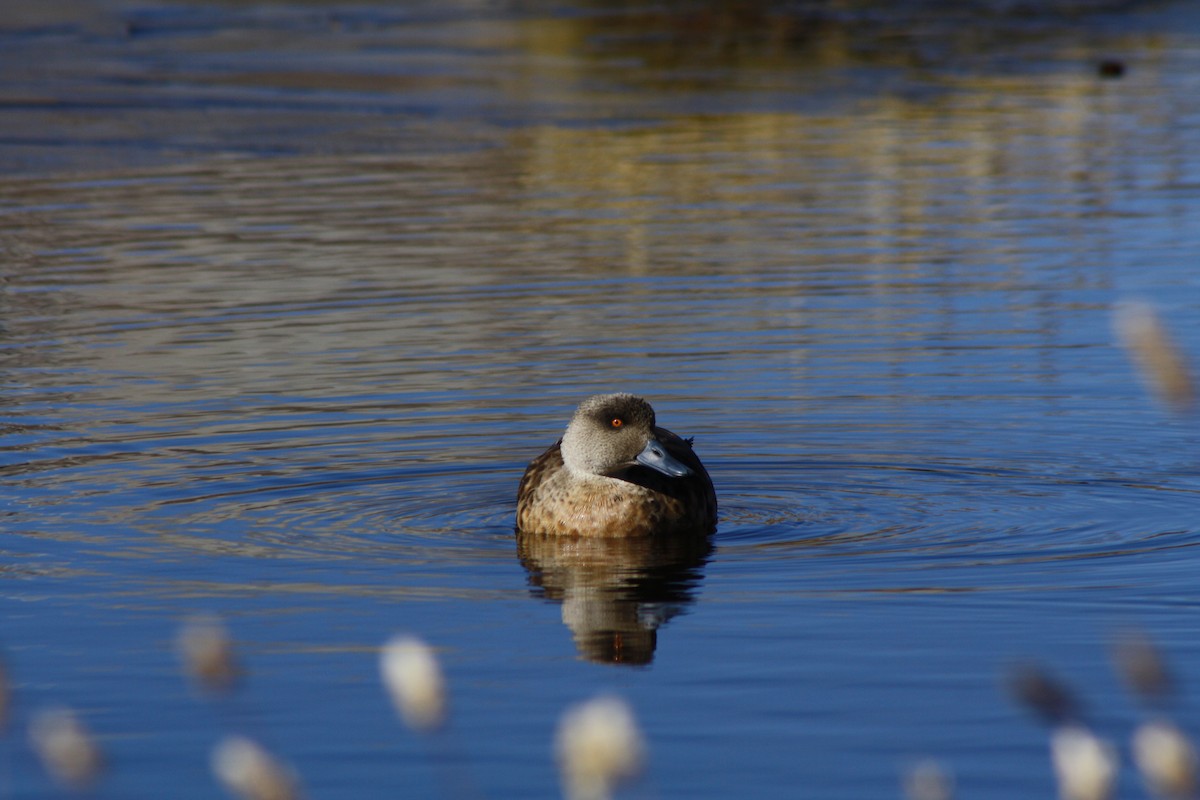 Crested Duck - ML225422521