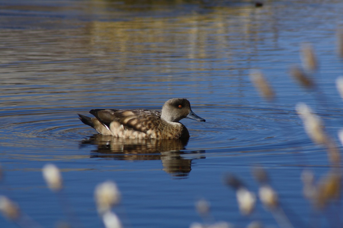 Crested Duck - ML225422531