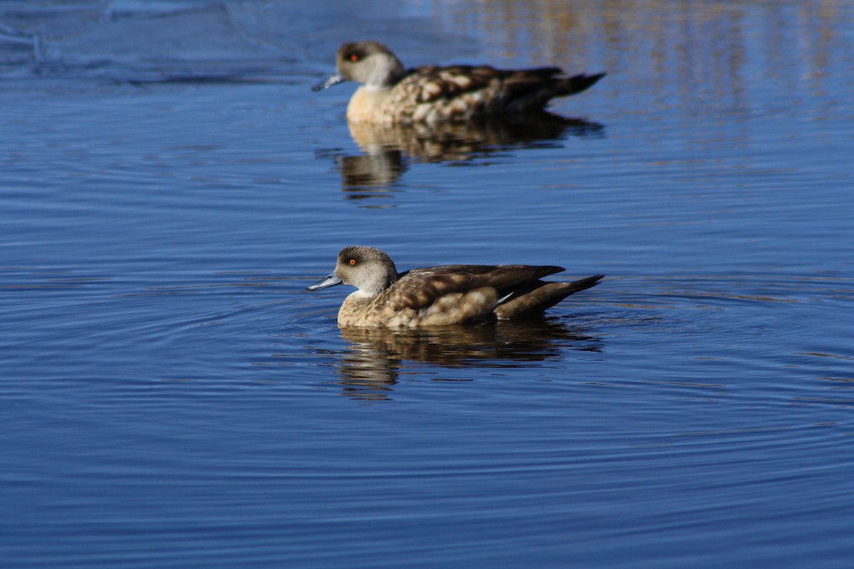 Crested Duck - ML225422581
