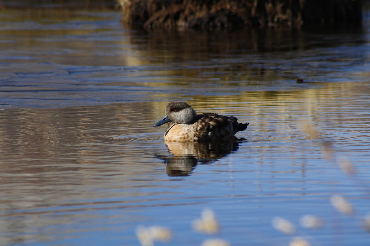 Crested Duck - ML225422591