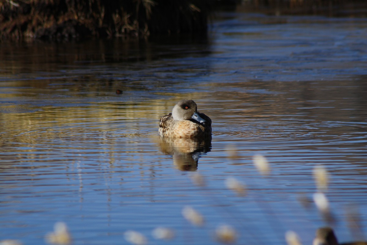 Crested Duck - ML225422651