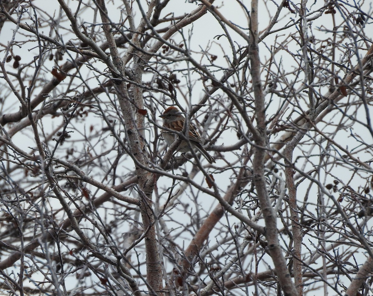 American Tree Sparrow - ML225423451