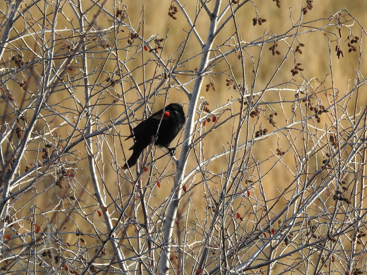 Red-winged Blackbird - ML225424641